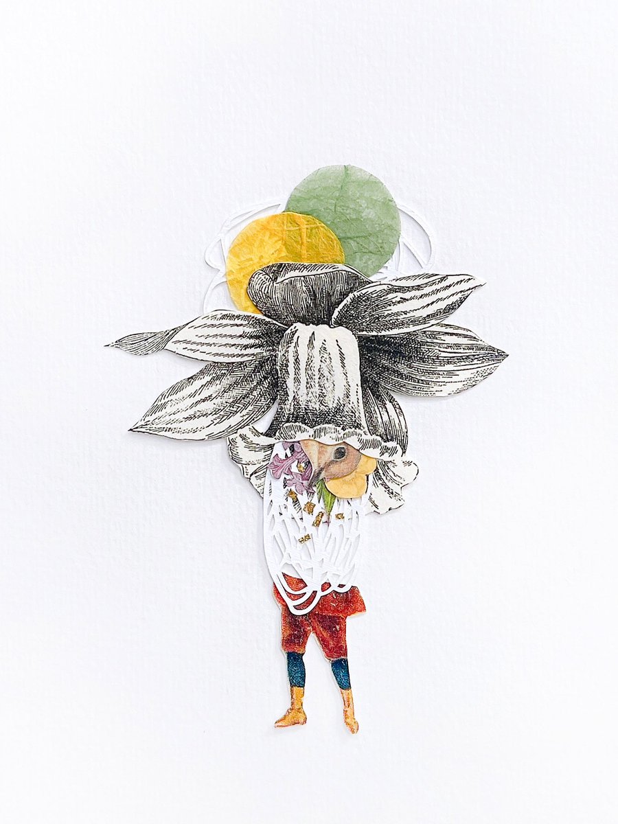 COLLAGECANTO tweet media