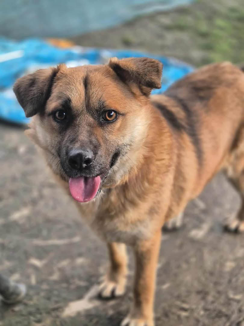 EverMore Dog Rescue tweet media