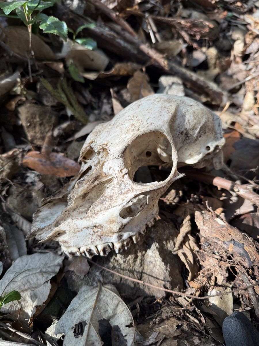 ちゅんころもち tweet media