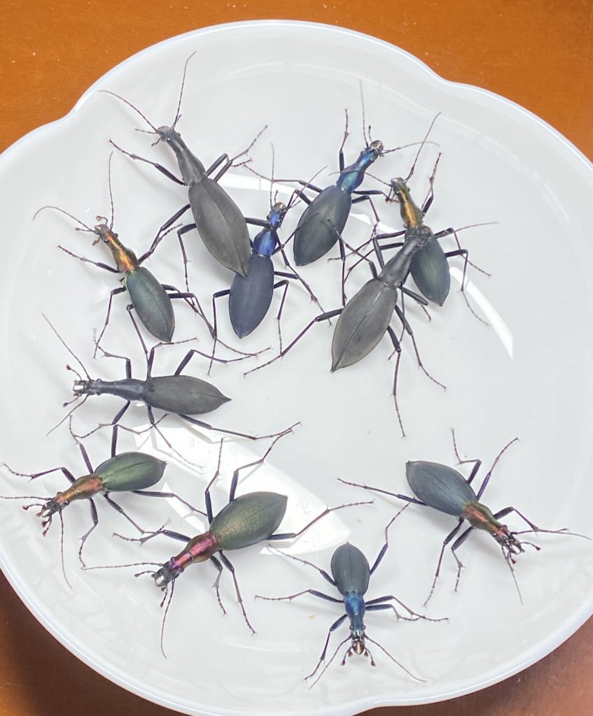 明日の浜松町インセクトフェスティバルにお待ちするマイマイカブリ3亜