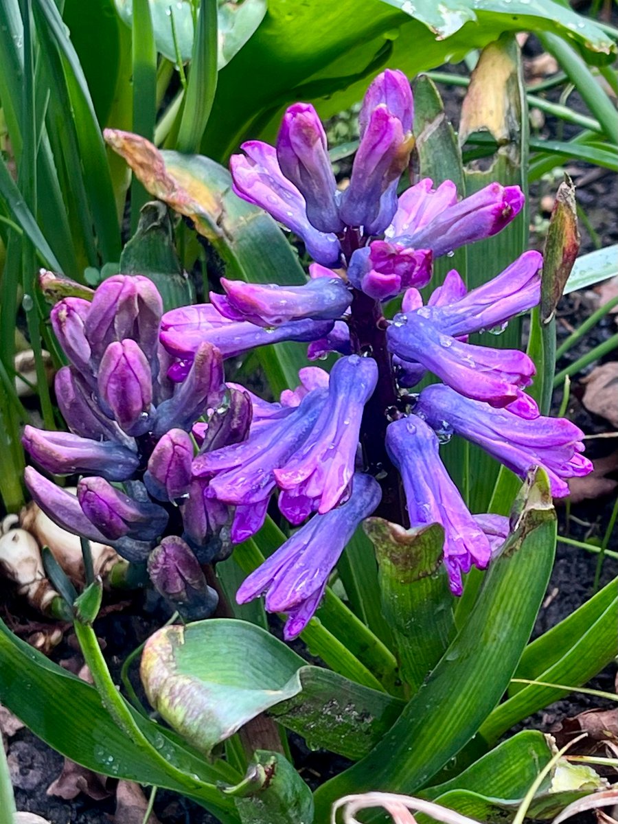 melanie_mjk's tweet image. Starting the day with this delightful purple &amp;amp; mauve Hyacinth, sprinkled with rain &amp;amp; very fragrant. Wishing everyone an enjoyable Saturday &amp;amp; weekend! 🙋🏼‍♀️🌸🌼 #Saturdaythoughts #HappySaturday #Saturdayflowers