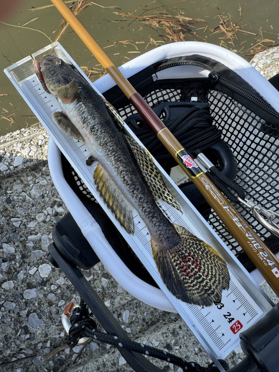 トーキョーマハゼ🎣4/5錦糸町POP-UP (@TOKYOMAHAZE) / Posts / X