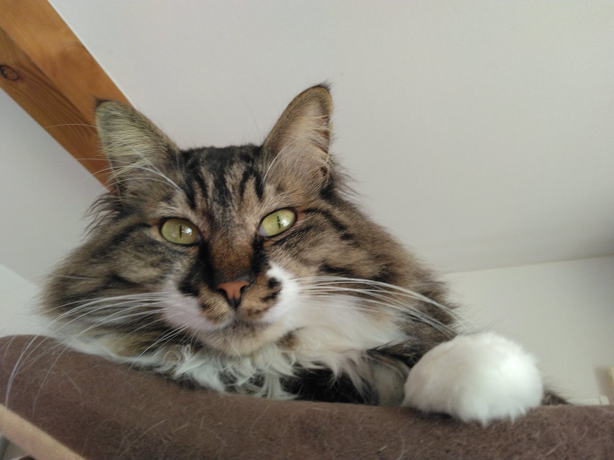 mint_wanko's tweet photo. 子猫が家に入る夢を見��した。犬と猫の多頭飼いなので、もう無理！て思って目が覚めました。それから1週間もしなかったかな？推定1歳のこのコを見つけて保護しました。成猫ならいいやろ？じゃないのよ……てなりました。
子猫みたいな高い声で鳴く甘えたの可愛いさんです
#うちのねこむかしばなし https://t.co/m2vgx7KSa7