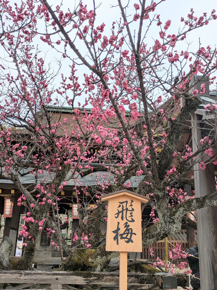 kazu_9136's tweet image. 梅苑を梅園ってポストしちゃってたことに今更気付いた…みんな気にしないで！