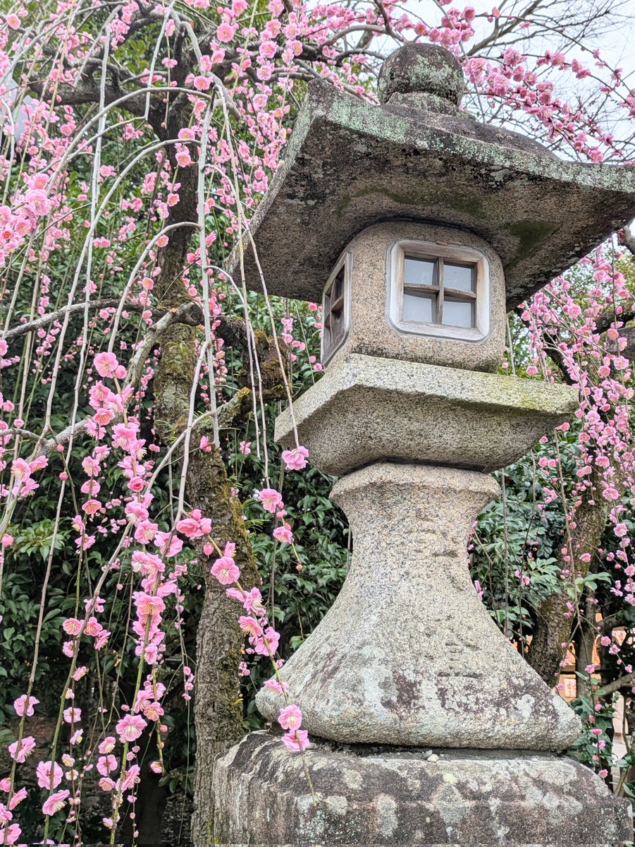 kazu_9136's tweet image. 梅苑を梅園ってポストしちゃってたことに今更気付いた…みんな気にしないで！