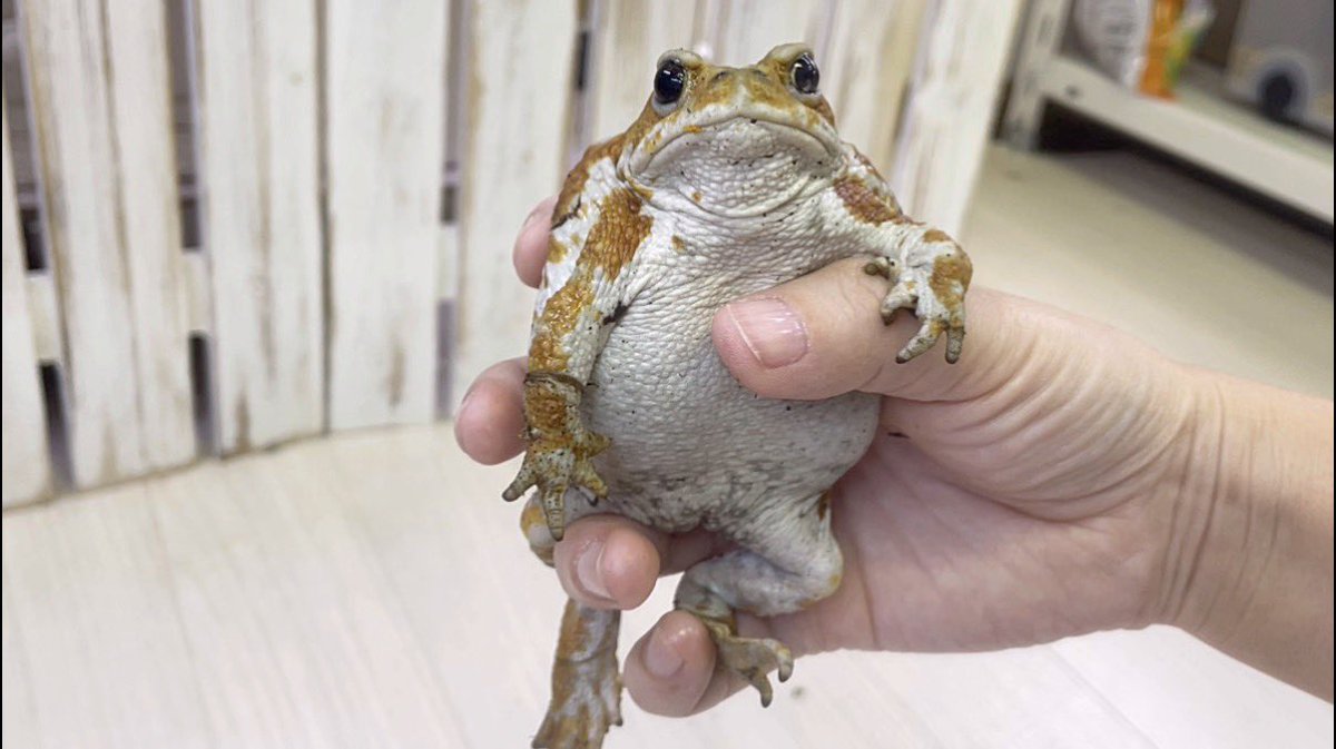 うちのカエルは人に慣れすぎて掴まれてもこの態度 

youtu.be/KKDbupjOeyU?si…