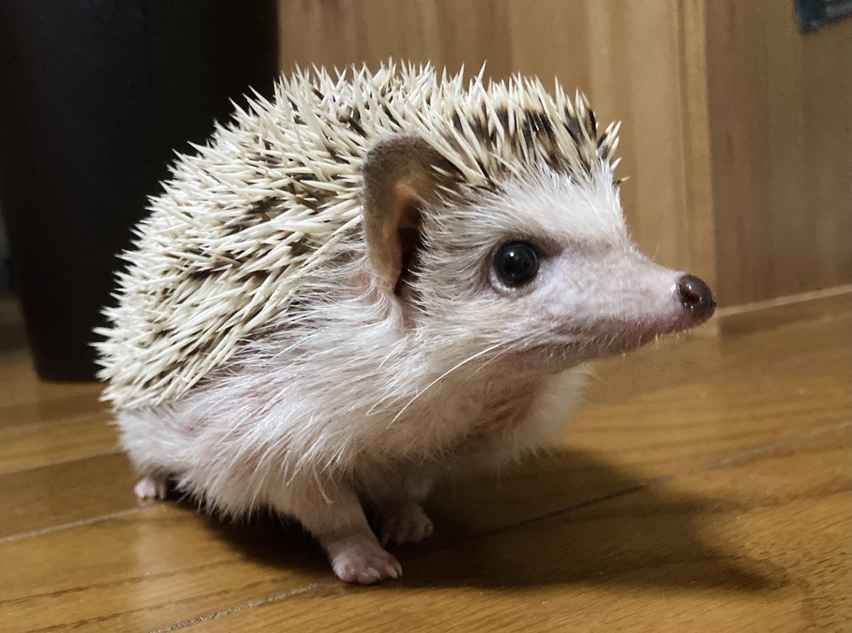 今日はうにさんの命日 かわいい可愛い私の天使🦔🪽