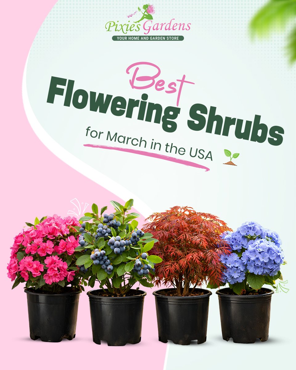 PixiesGardens's tweet image. 🌸 Best Flowering Shrubs for March 🌸

Azaleas
Hydrangeas
Blueberry Bushes
Japanese Maple
Perfect for spring landscaping in the USA 🌿
Shop now: pixiesgardens.com

#SpringPlants #FloweringShrubs #MarchGarden #Hydrangea