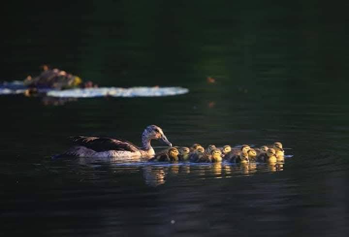 ข่าวดี!! เขตห้ามล่าสัตว์ป่าทะเลสาบ จ.สงขลา  เผยความสำเร็จการฟื้นฟูประชากร “เป็ดหงส์” สัตว์ป่าหายากในพื้นที่ระโนด พบพุ่งสูงกว่า 1,000 ตัว จากเดิมในช่วงปี 2560 - 2561 พื้นที่แห่งนี้เริ่มพบการปรากฏตัวของเป็ดหงส์ครั้งแรกเพียง 5 ตัวเท่านั้น