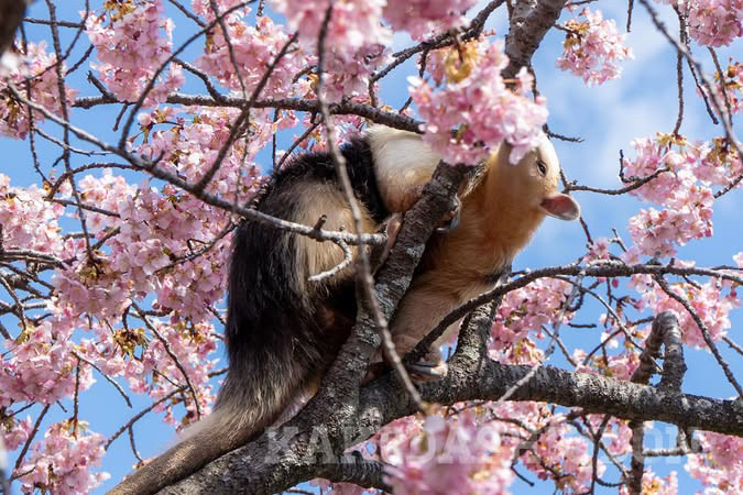河津桜のお花の蜜を舐めてるんだそうです🌸

📷20260222 #伊豆アニマルキングダム #ミナミコアリクイ
