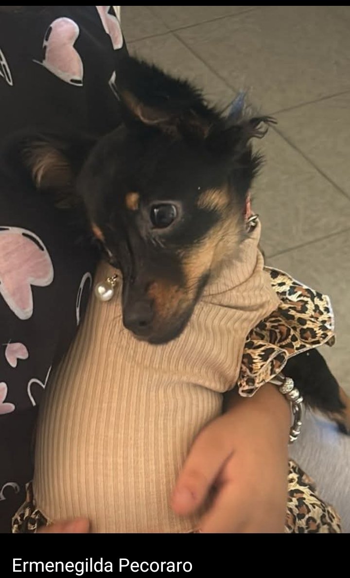 Walkira, 11 mesi 4.5 kg. Rinuncia di proprietà.  È  molto dolce, timida e poco invadente. Si trova a Palermo ma è adottabile al centro nord Italia. Rimborso totale spese sostenute e di trasporto.  Info 339 6947257