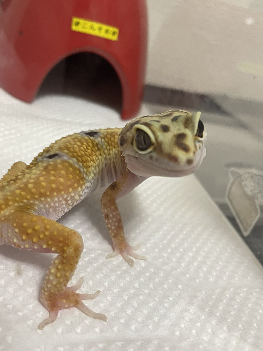 atene_mp's tweet photo. ミオリーが爬虫類だと聞いて・・・レオパって認識でいいっすか？
#ポケモン
#爬虫類 https://t.co/xGeN8LWA8Y