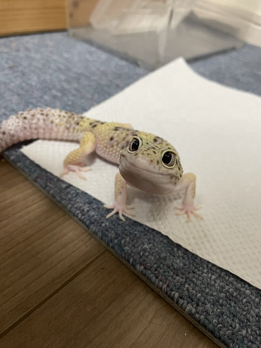 atene_mp's tweet photo. ミオリーが爬虫類だと聞いて・・・レオパって認識でいいっすか？
#ポケモン
#爬虫類 https://t.co/xGeN8LWA8Y