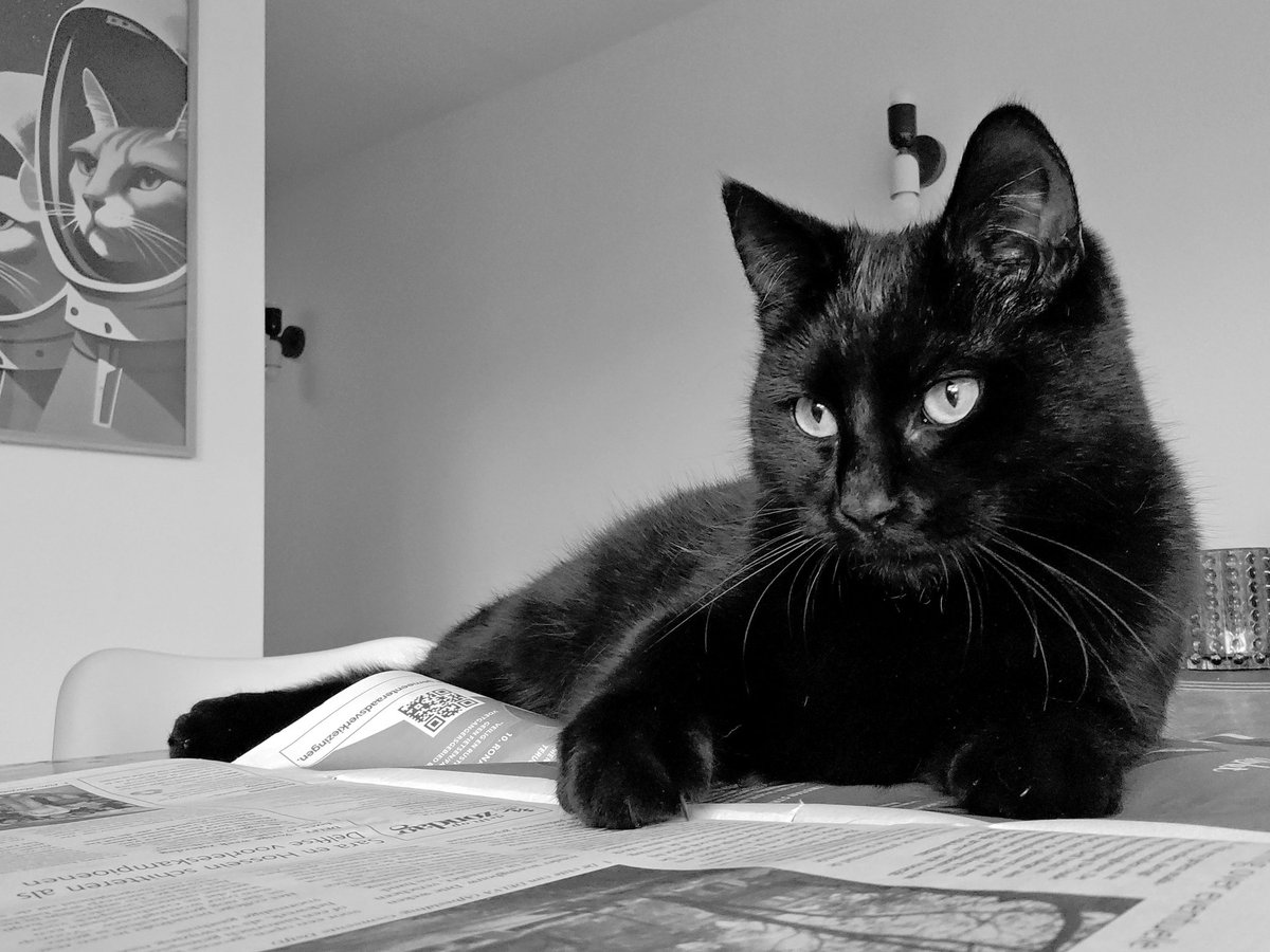 Edgar & Allan🌈 Poes plus Jacob Cat tweet media