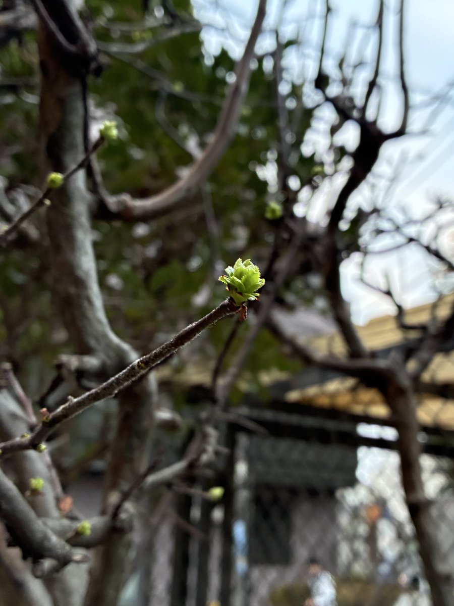 大森タケシ🌸ゆるめ→整え→鍛え→実現する🌱 tweet media