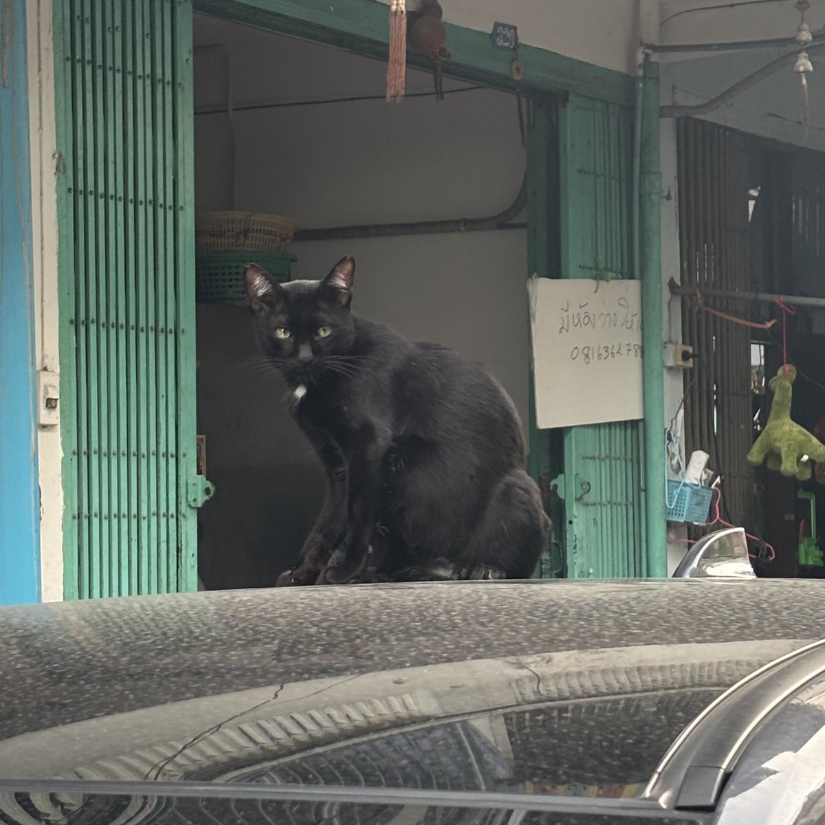 แก … คุณบอลฮีส่งลูกน้องมาคุมเฟ่ป้ะ กล้ามโตเหมือนกันเลย