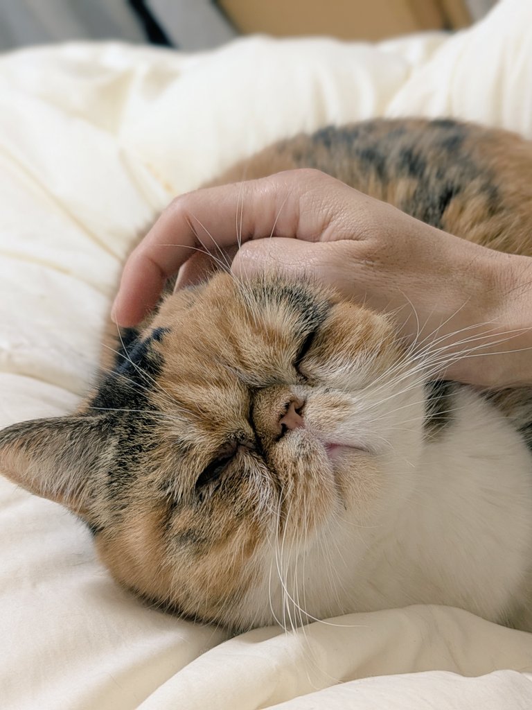 chabu_exotic's tweet photo. #ちゃぶ　#エキゾチック　#猫
#エキゾチックショートヘア
#猫のいる暮らし　#猫のいる幸せ
#ねこ好きさんと繋がりたい

とーちゃんの誕生日なので撫で放題の日にしてくれるちゃぶさん。の巻。 https://t.co/OsLgXOpaWR