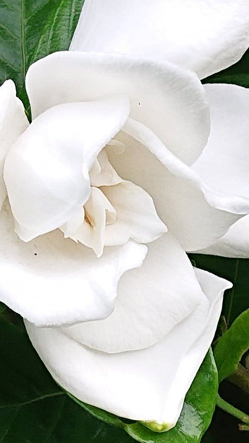 vcollier56 Happy Birthday from japan 🌞 I wish you peaceful days