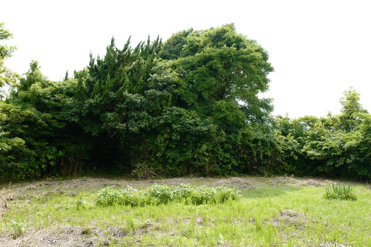 OMATSURI tweet media