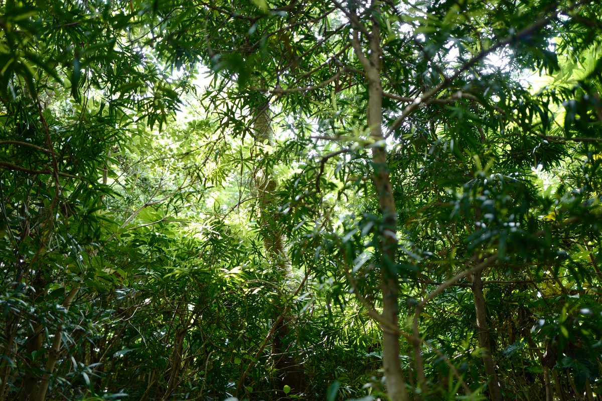 OMATSURI tweet media