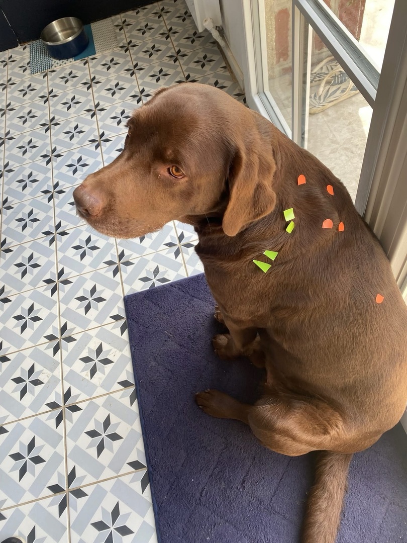 VigiPets.fr tweet media