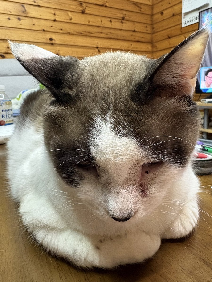 猫好きさんと繋がりたい𓏲𓎨 皆さまお祝いのお言葉を頂きありがとうご