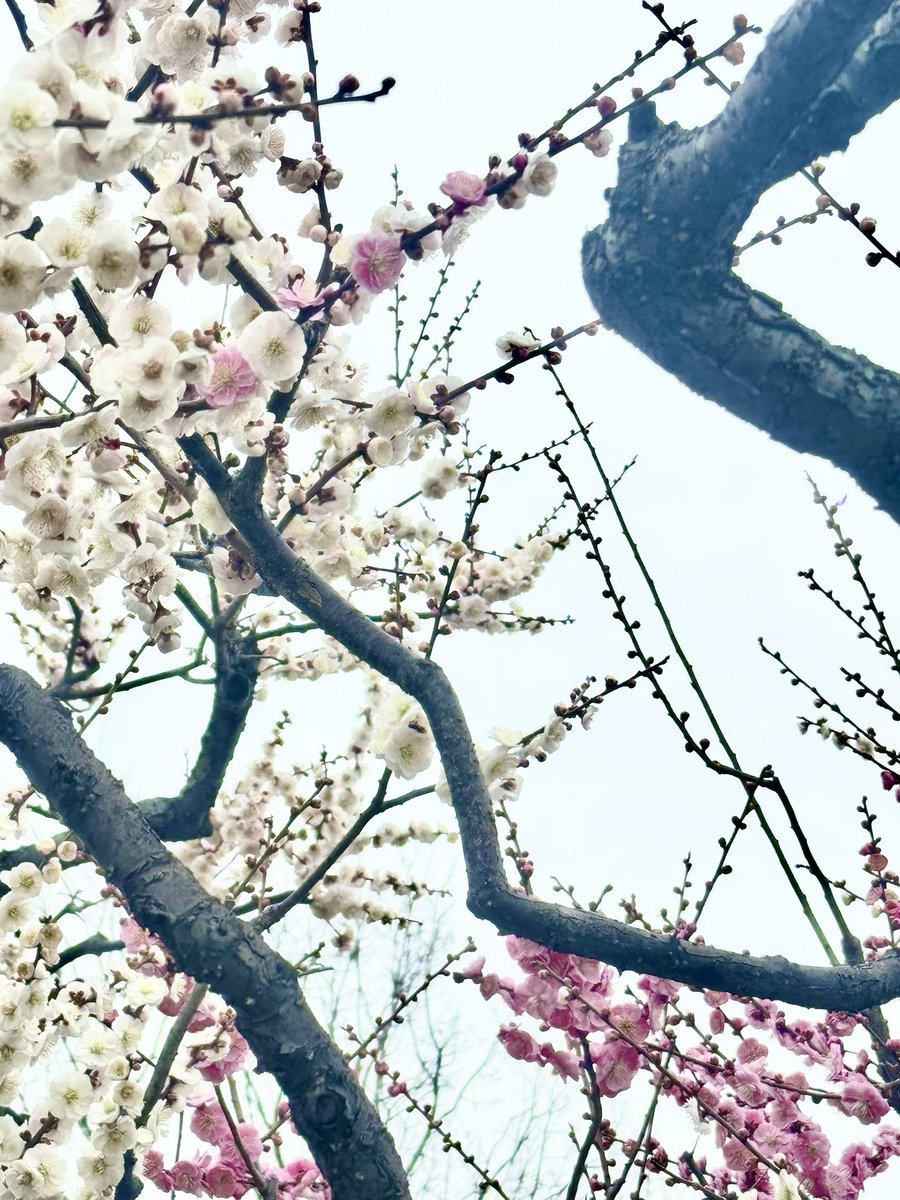 植物公園で とても素敵なウメの木を見つけた ひとつの木に 赤と白の花