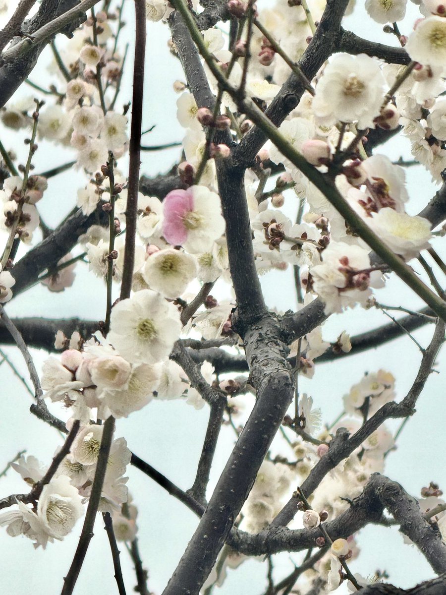 植物公園で とても素敵なウメの木を見つけた ひとつの木に 赤と白の花