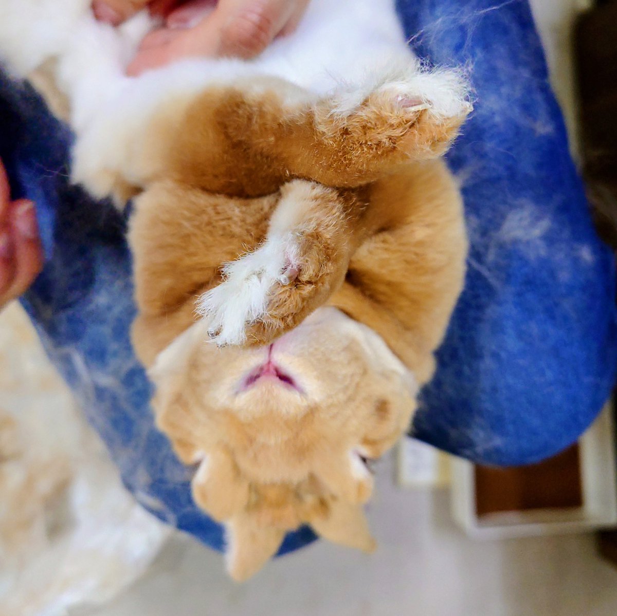 ゆー@もこもこは正義//ミニレッキスころも tweet media