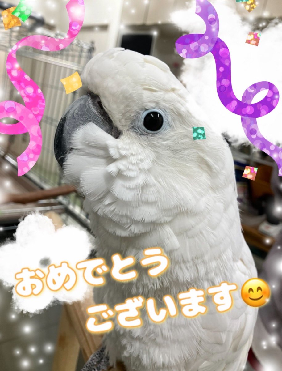 うちのオウム tweet media