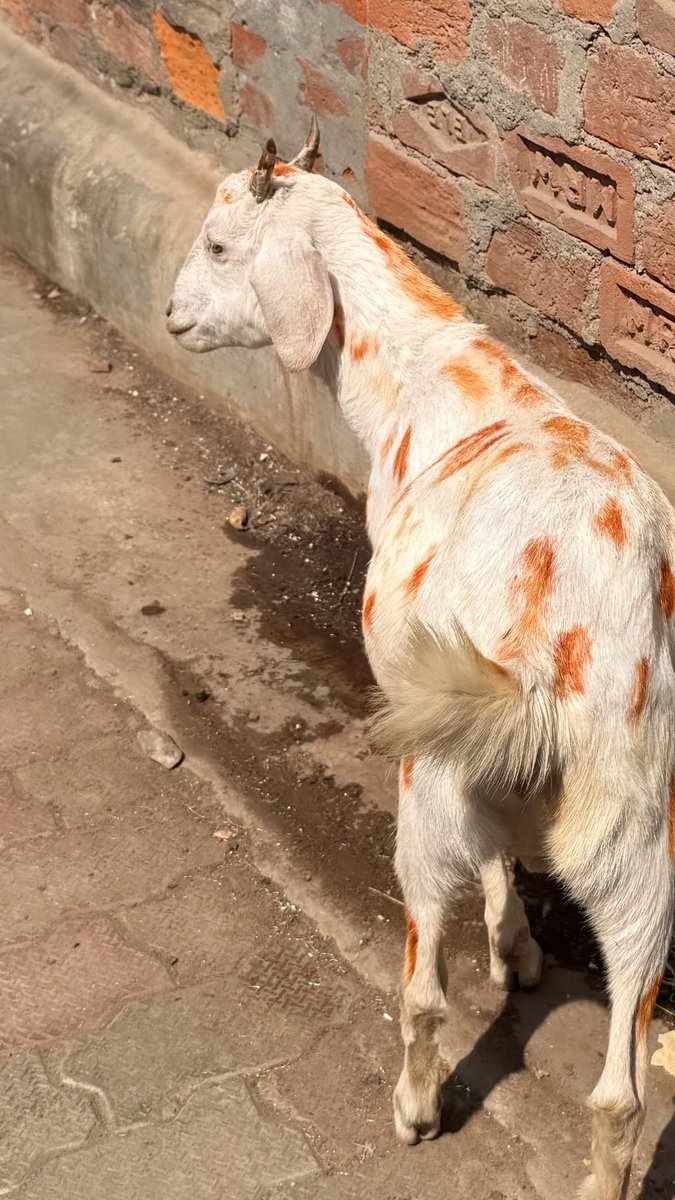 Avantika / Jill Of All Trades tweet media