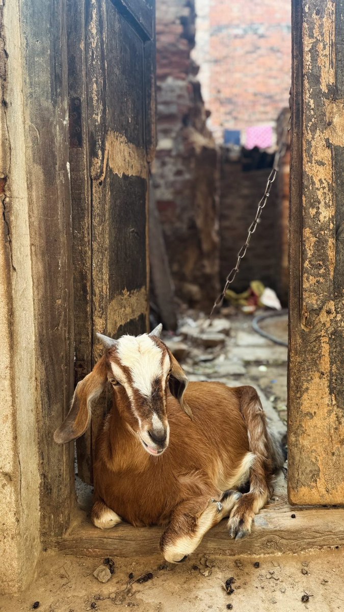 Avantika / Jill Of All Trades tweet media