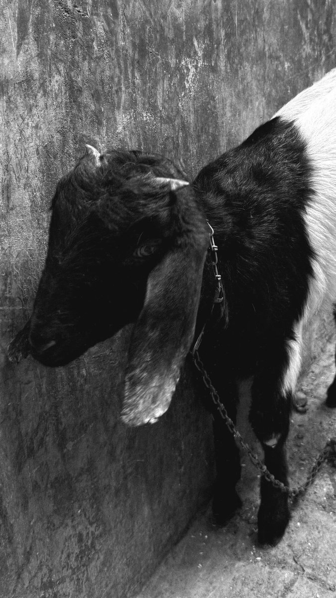 Avantika / Jill Of All Trades tweet media