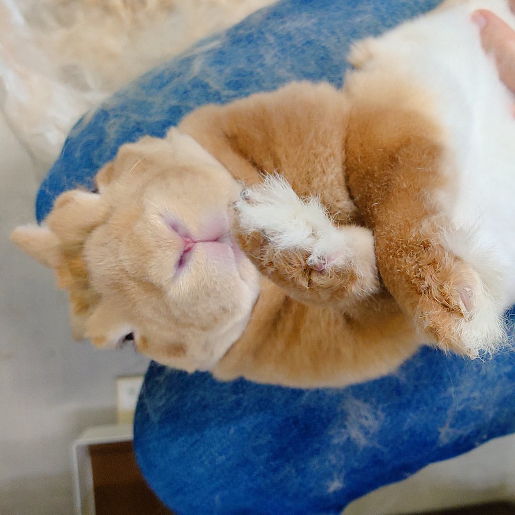 ゆー@もこもこは正義//ミニレッキスころも tweet media