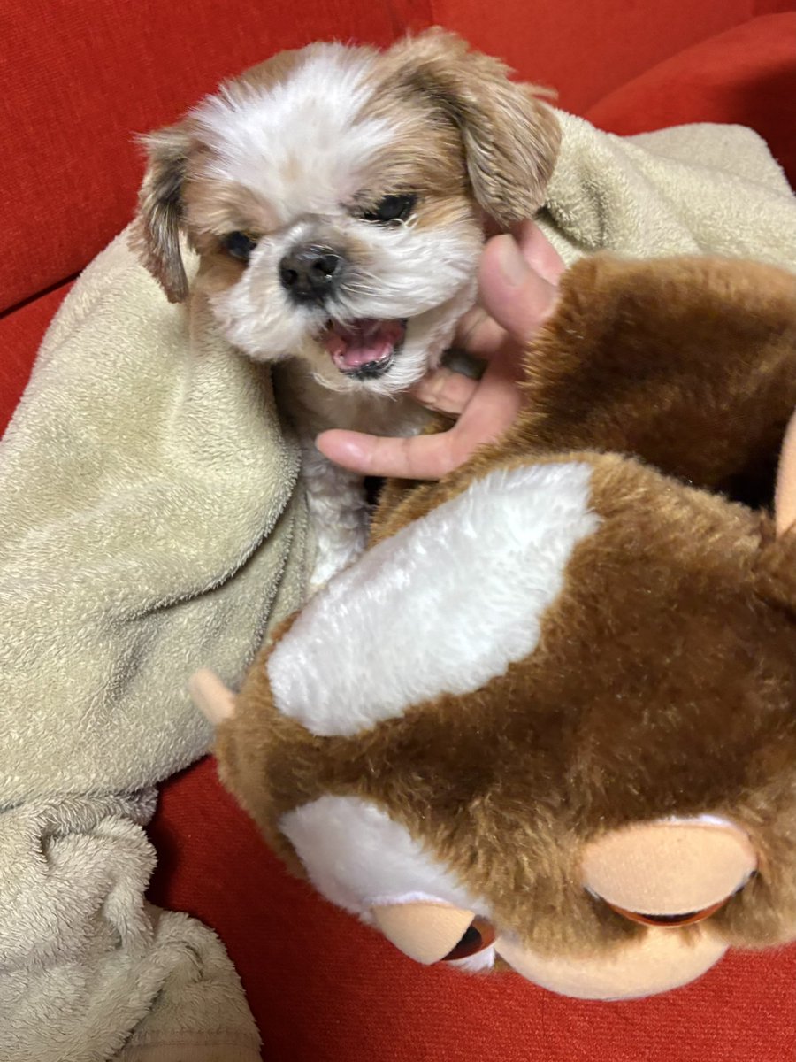 ホラーすぎる

＃シーズー
＃てきとーな2人