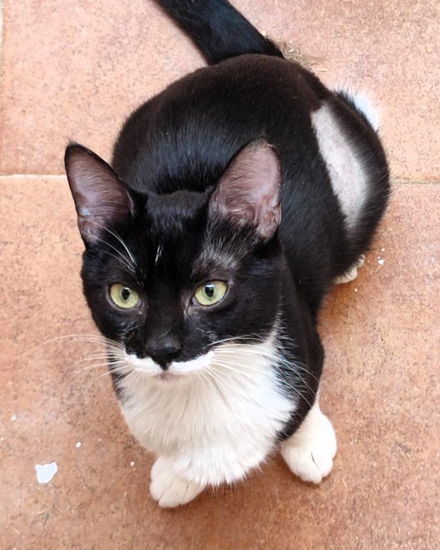 Ref_ElsAngels's tweet photo. NORAY en adopción 🤍
📍Sueca, València
Como su nombre, busca un “puerto” donde amarrar su vida y sentirse segura para siempre. 🌊🐾
¿Será tu casa? 🏡
📃 Protocolo en la biografía del perfil
📲 621 260 314 - WhatsApp https://t.co/sGn1fZfK3c