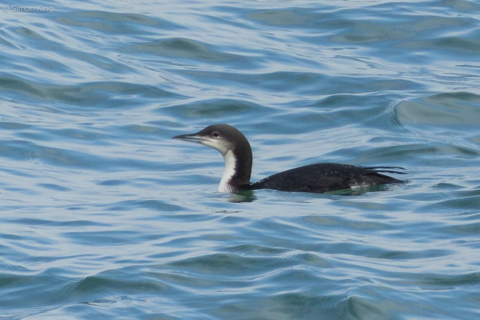 Simon King tweet media