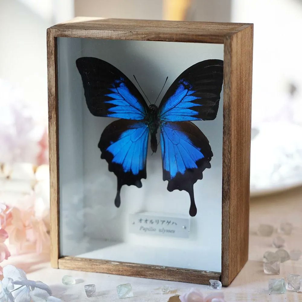 美麗オオルリアゲハの置物