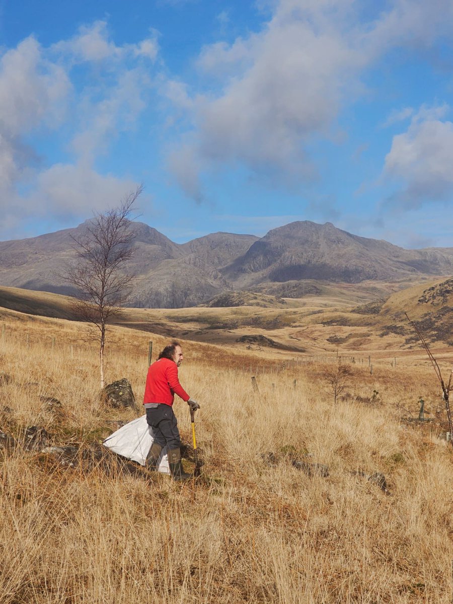 Restoring Hardknott Forest tweet media