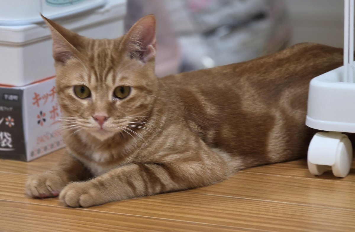 本当に可愛くなったよね(*^^*)
遊び疲れて休憩中😸