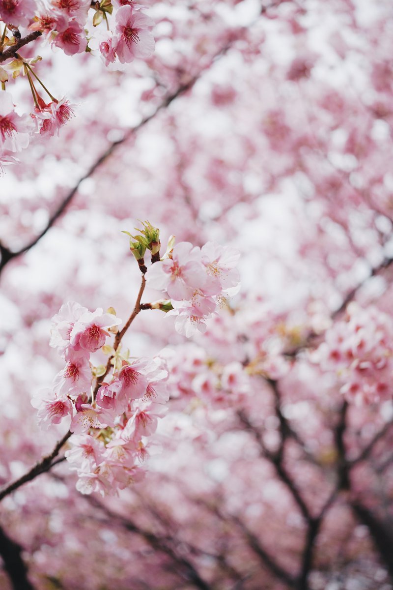saekohiguchi's tweet photo. 河津桜は満開でした https://t.co/PYDQBRnOYx