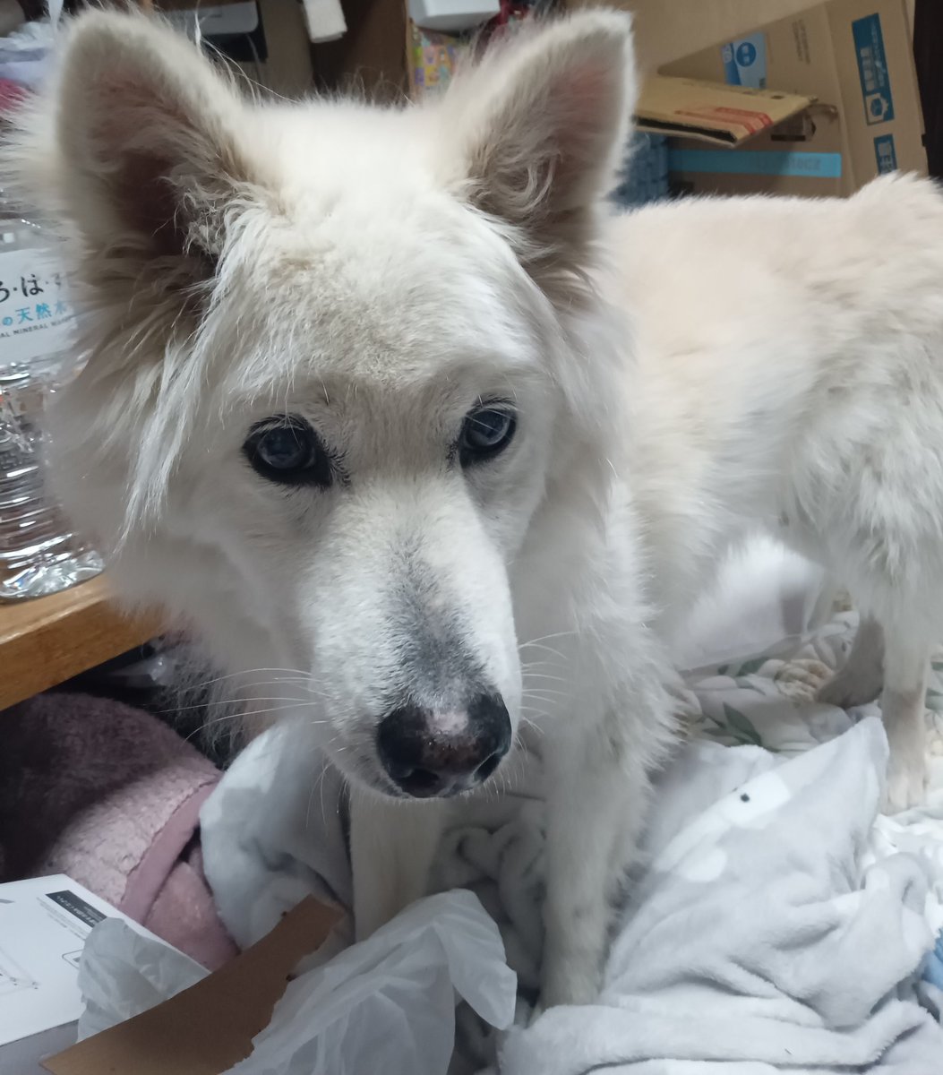 瑠々香@ tweet media