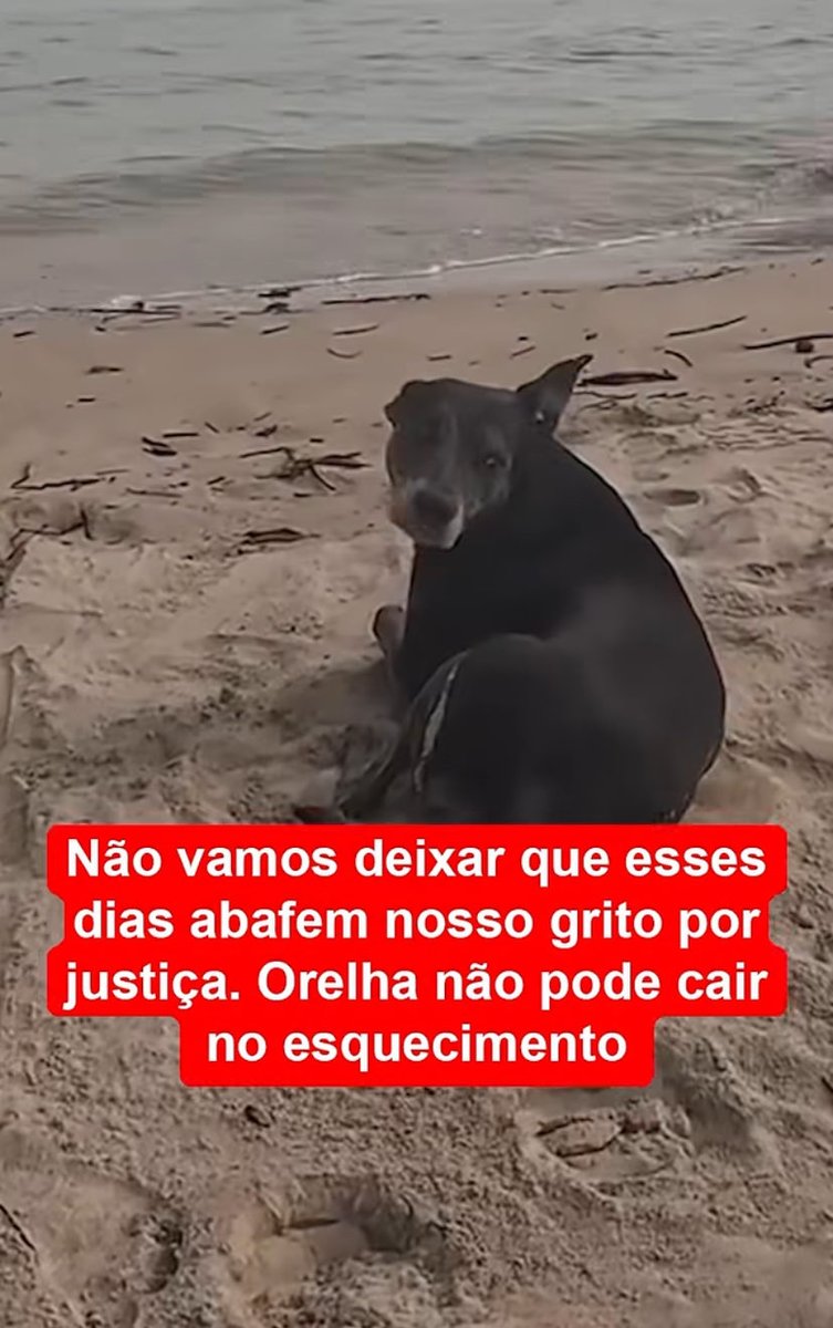 MPSC ORELHA MERECE JUSTIÇA 
Ele jamais será esquecido!