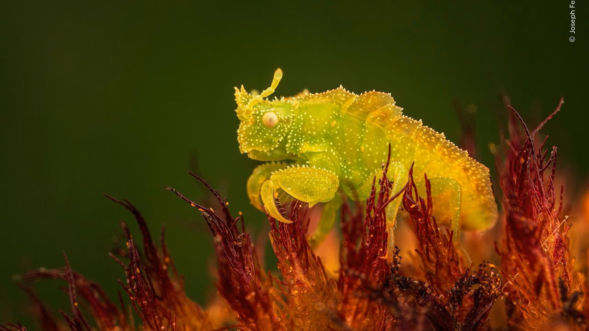 The Wildlife Photographer of the Year competition showcases a planet under pressure 📸 bit.ly/40u4jYW 

#wildlife #photography #nature #conservation