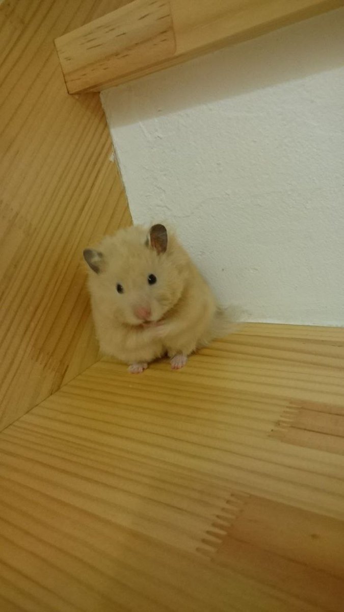 Tweets Of Hamster (@tweetsofhamster) on Twitter photo 