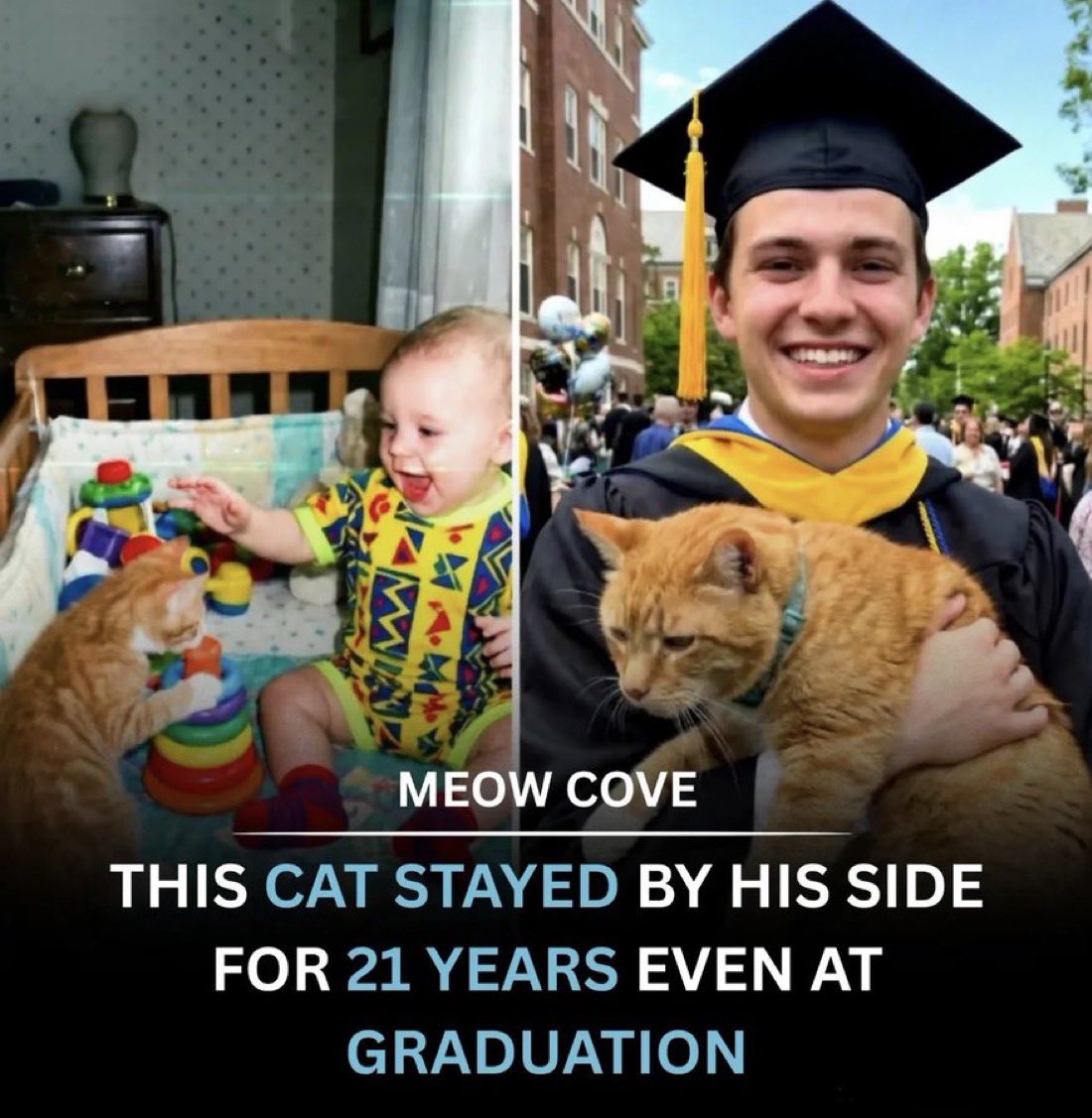 depressionlesss's tweet photo. This cat stayed by his side for 21 years even at graduation https://t.co/QYl1LG7wXA