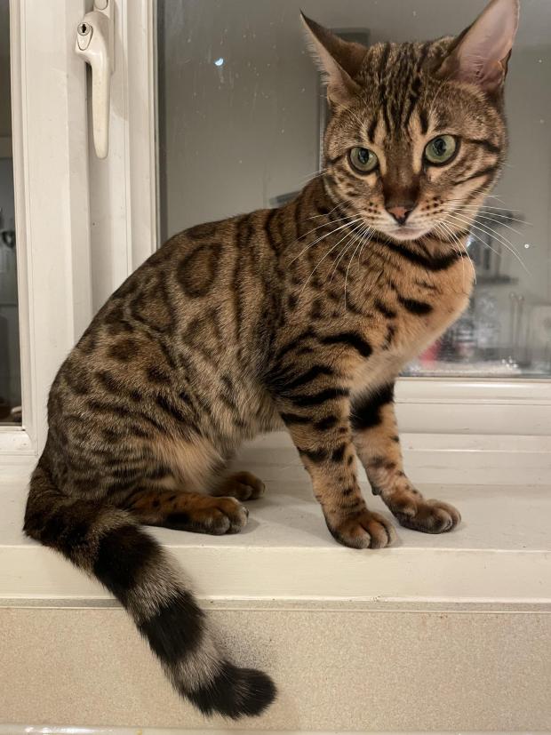 Missing Pets GB tweet media