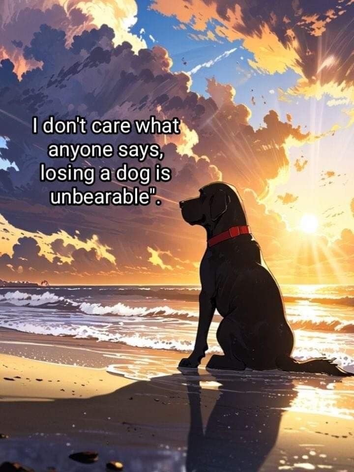 𝕏 Dogs tweet media