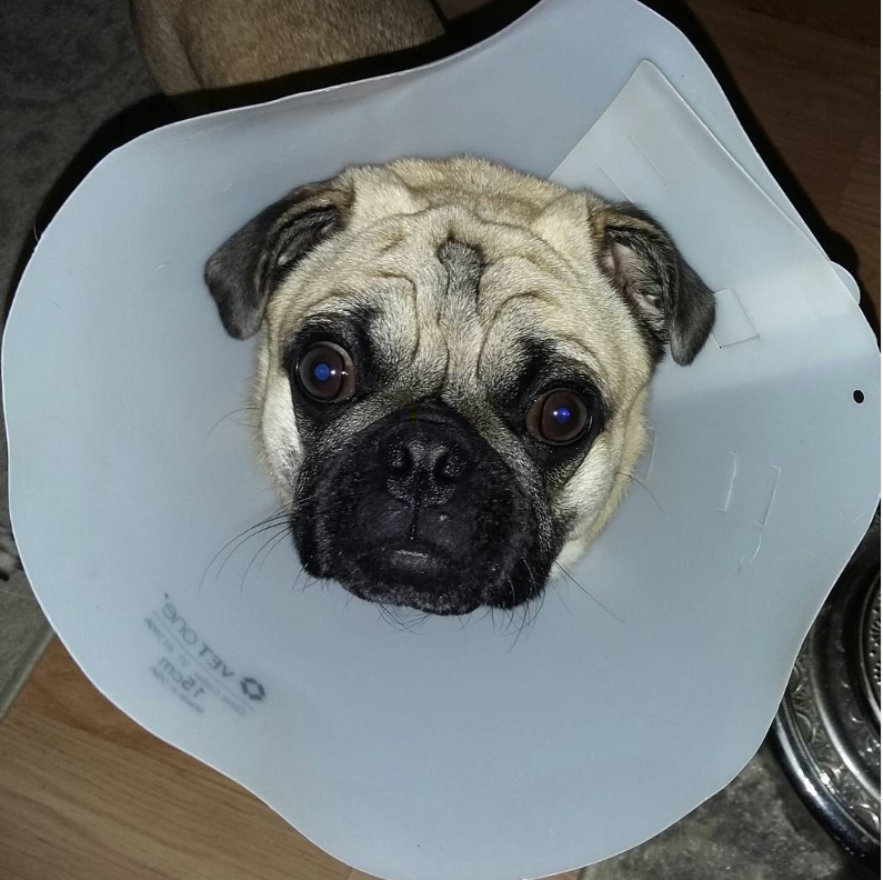 Liam The Wonder Pug (and Fam) tweet media