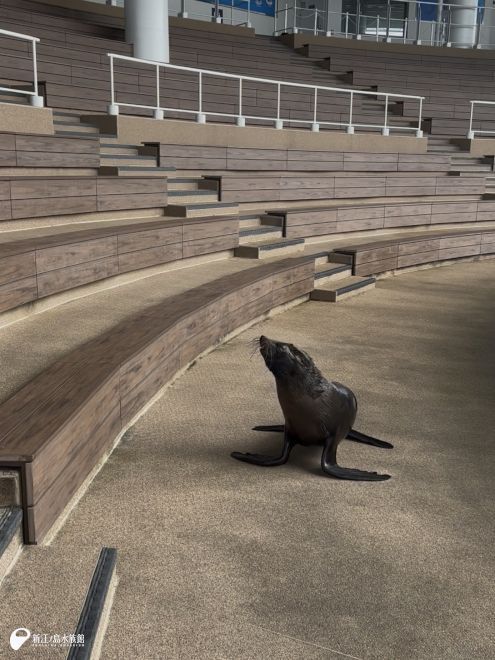 先月の休館日のときに、 ミナミアメリカオットセイの「セシ」は 普段は